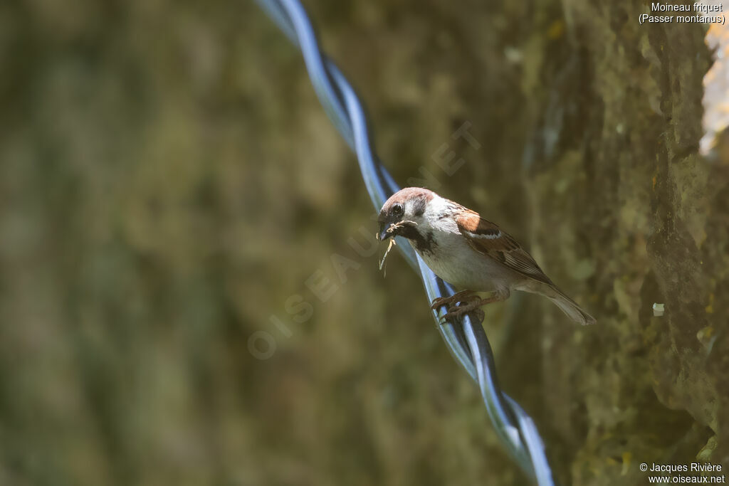 Moineau friquetadulte, identification, Nidification