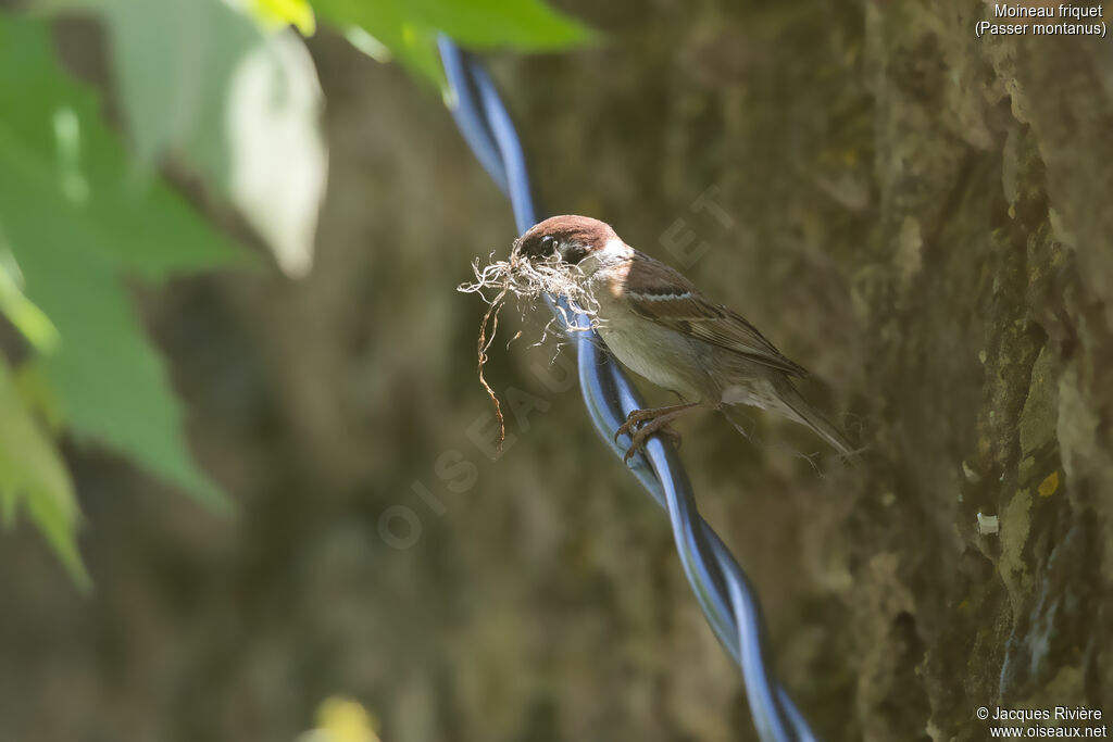 Moineau friquetadulte nuptial, identification, Nidification