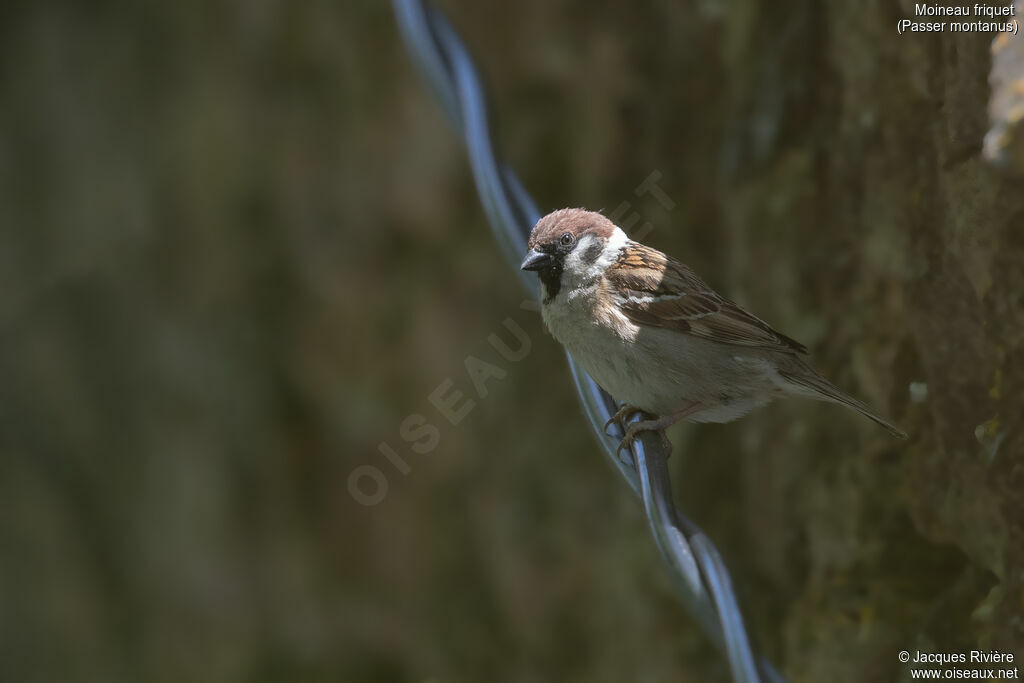Moineau friquetadulte nuptial, identification, Nidification