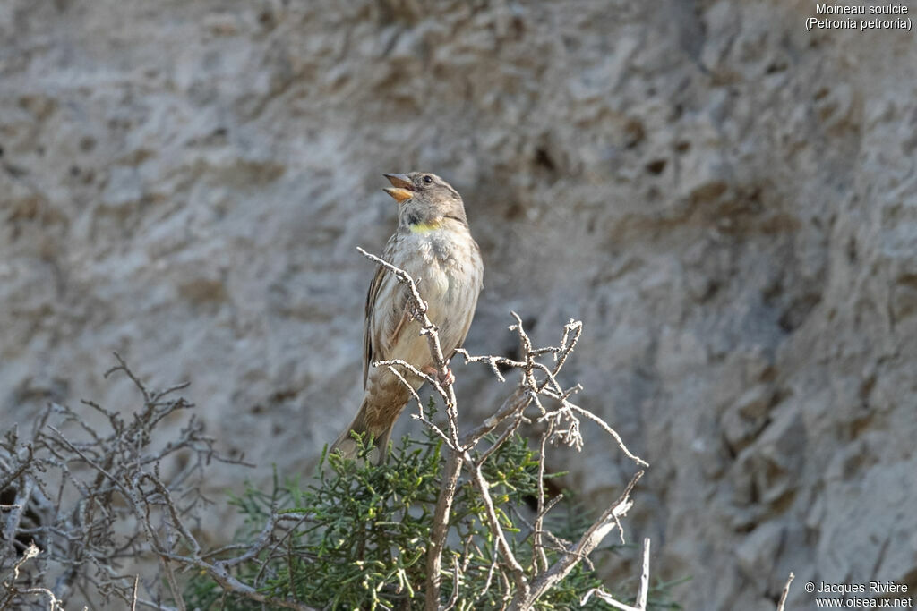 Moineau soulcie mâle adulte nuptial, identification, chant