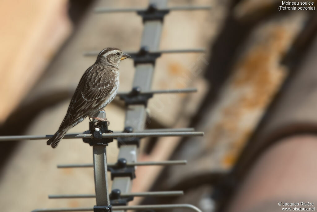 Moineau soulcieadulte nuptial, identification