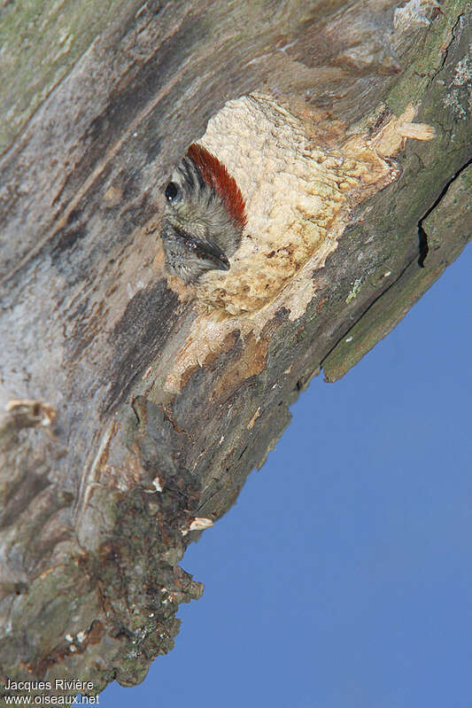 Lesser Spotted Woodpecker male juvenile, identification, Reproduction-nesting