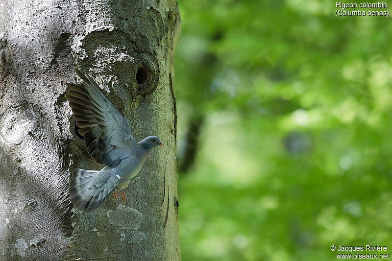 Pigeon colombinadulte nuptial, Vol