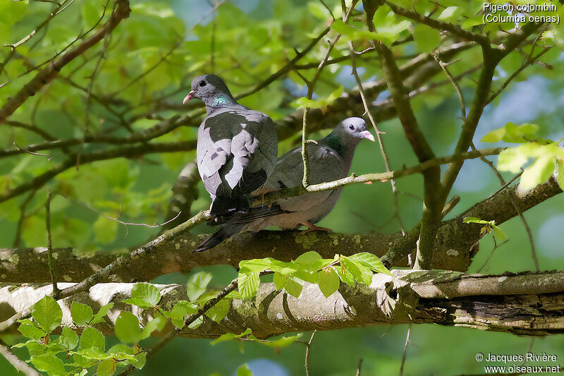 Stock Doveadult breeding