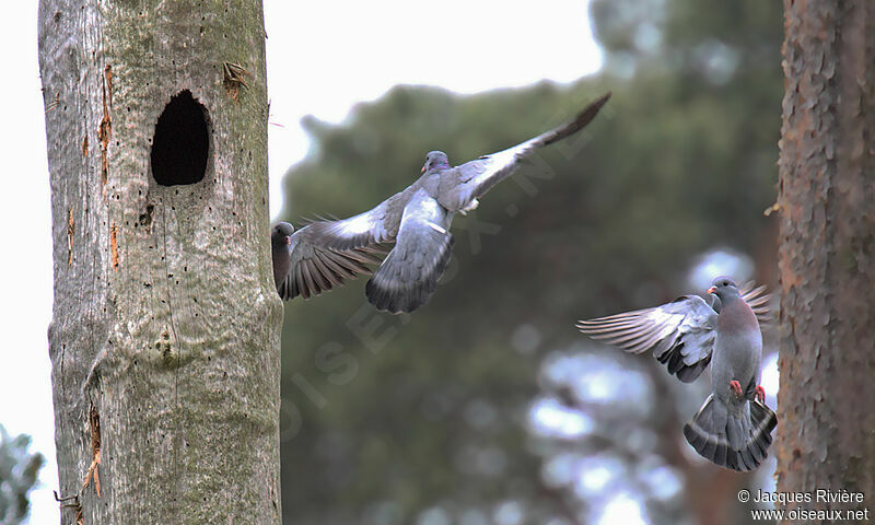 Pigeon colombinadulte nuptial, Vol, Nidification