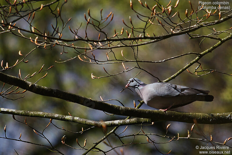 Pigeon colombinadulte nuptial, identification, Nidification