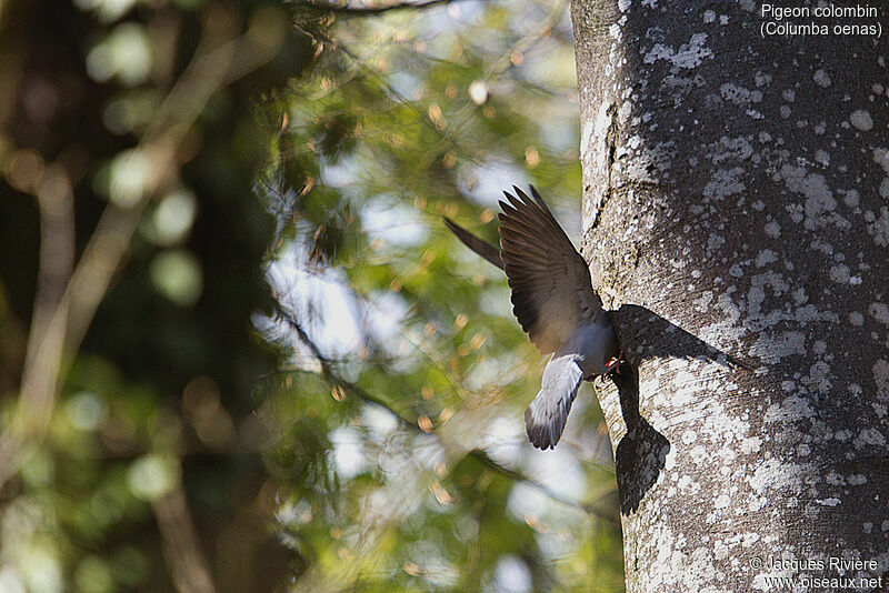 Pigeon colombinadulte nuptial, identification, Nidification