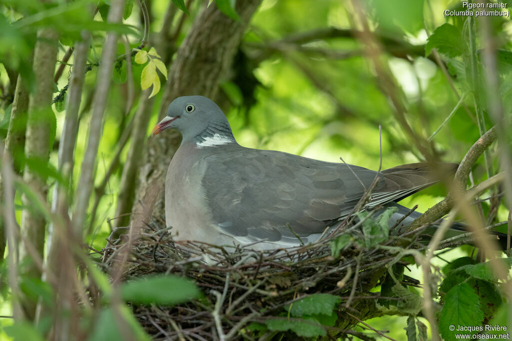 Pigeon ramieradulte nuptial, Nidification