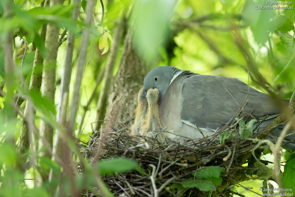 Common Wood Pigeon, identification, eats, Reproduction-nesting