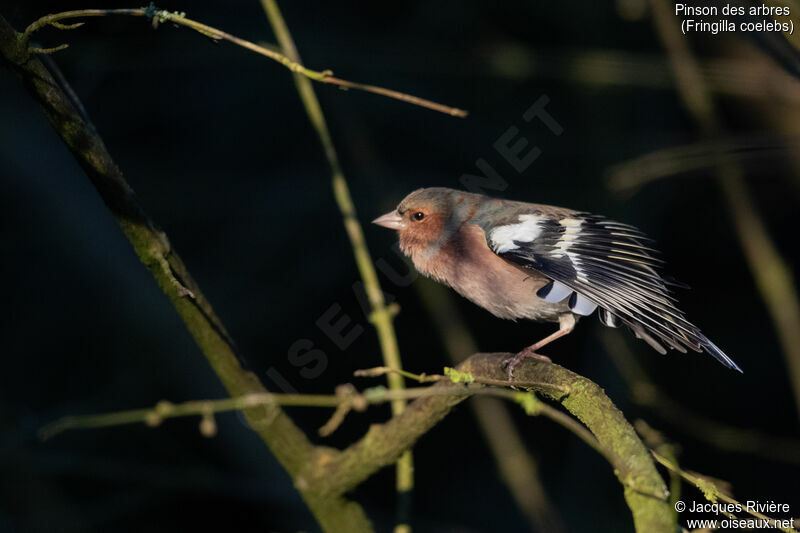 Eurasian Chaffinch male adult transition, identification