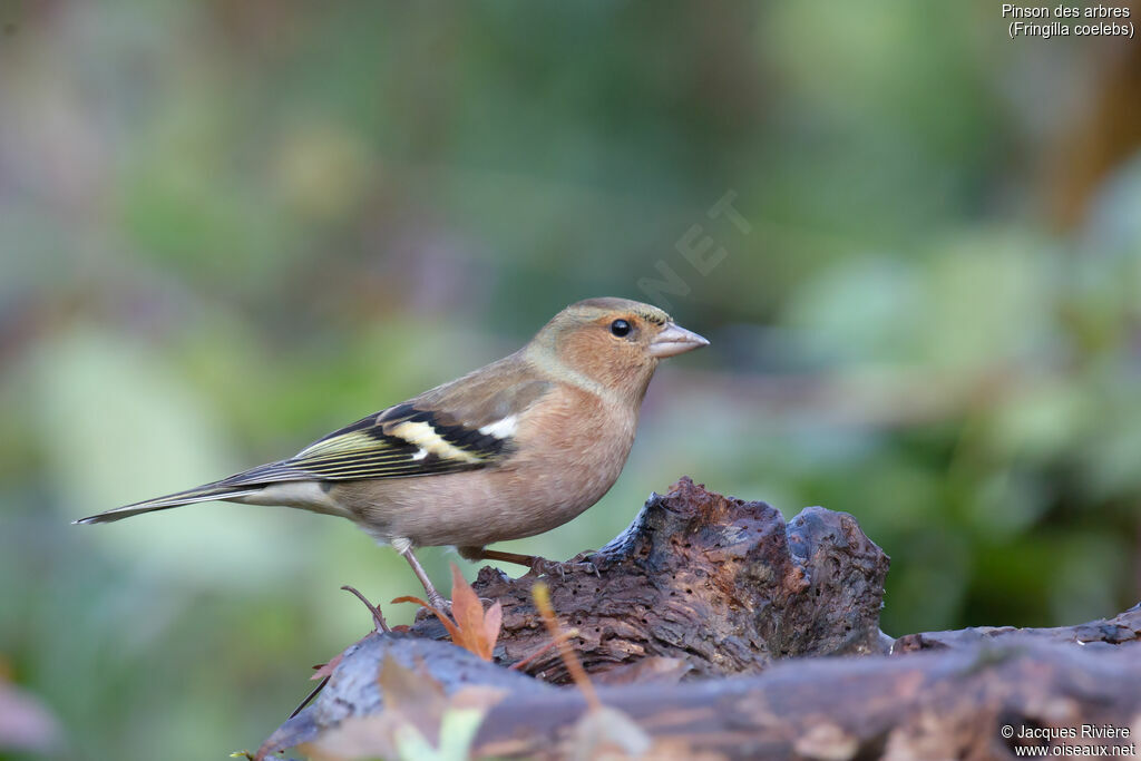 Pinson des arbres mâle adulte internuptial, identification