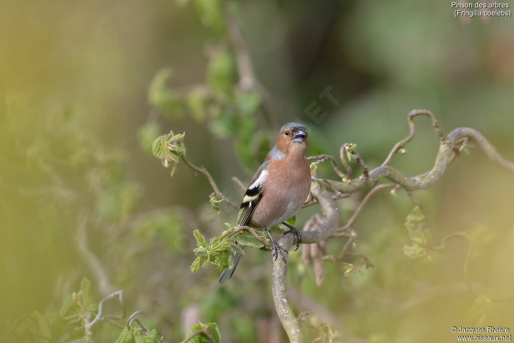 Eurasian Chaffinch male adult, song