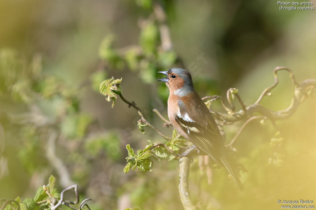 Eurasian Chaffinch male adult, identification, song