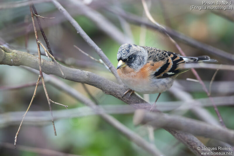 Brambling male adult transition, identification