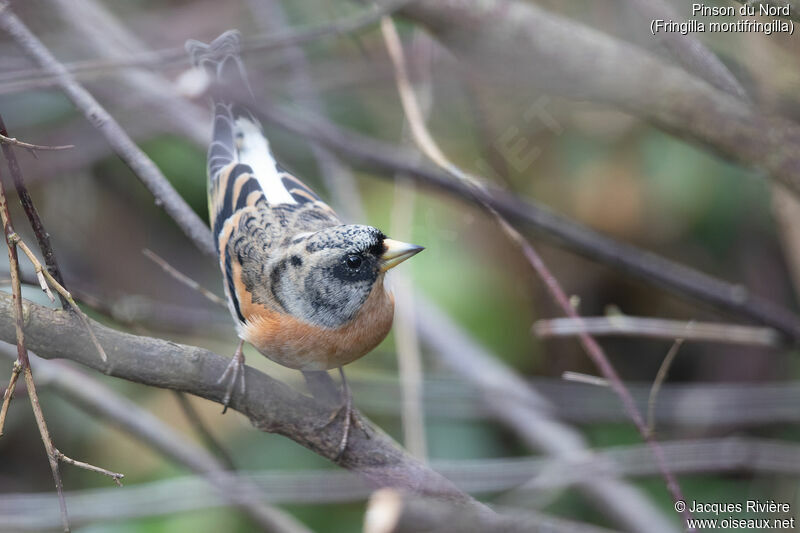 Brambling male adult transition, identification