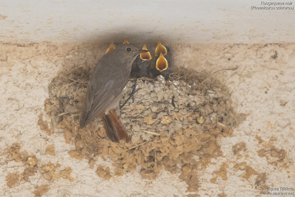 Rougequeue noir femelle adulte nuptial, identification, Nidification