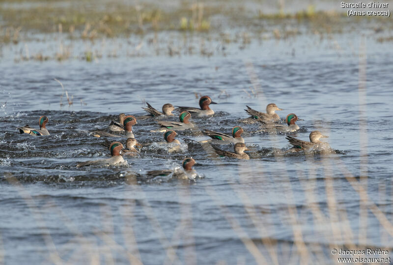 Eurasian Tealadult, swimming