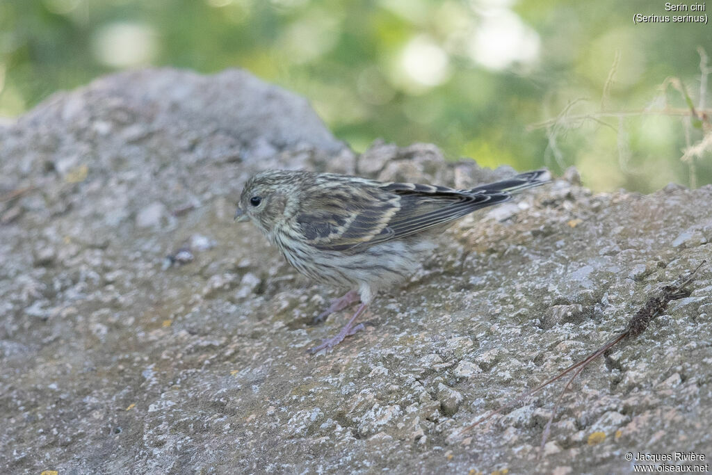 Serin ciniimmature, identification