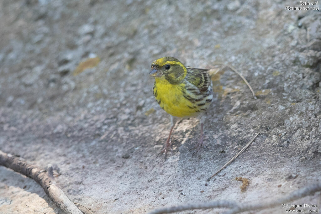 Serin cini mâle adulte nuptial, identification