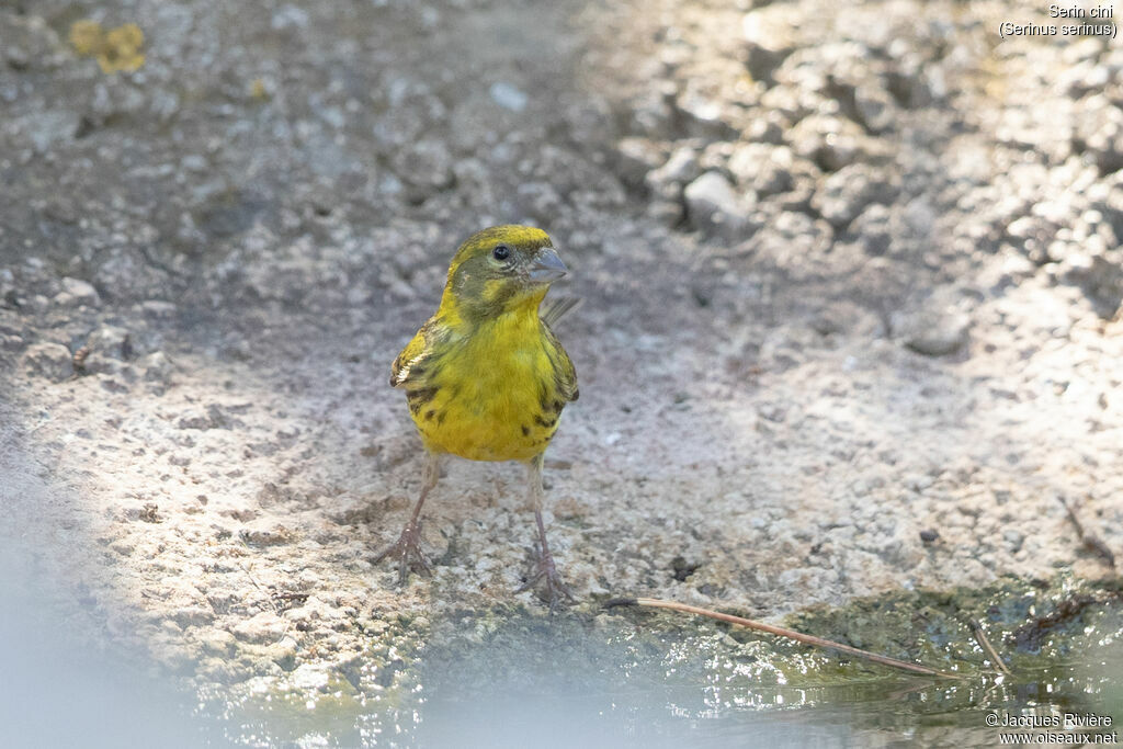 Serin ciniadulte nuptial, identification