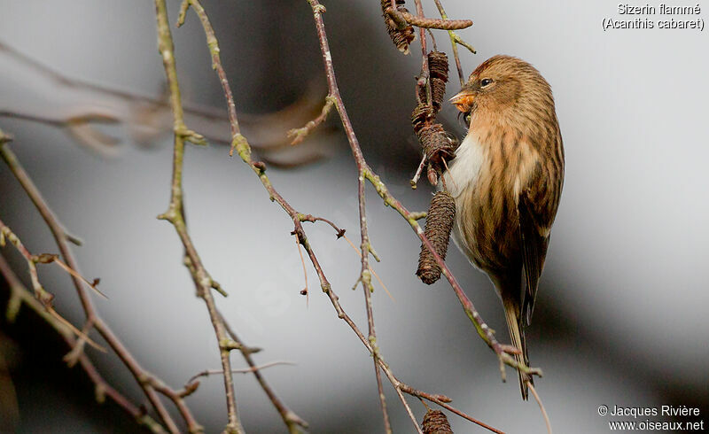 Redpoll female adult post breeding, identification, eats