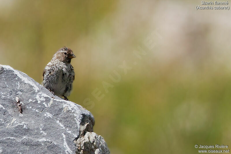 Redpoll female adult, identification