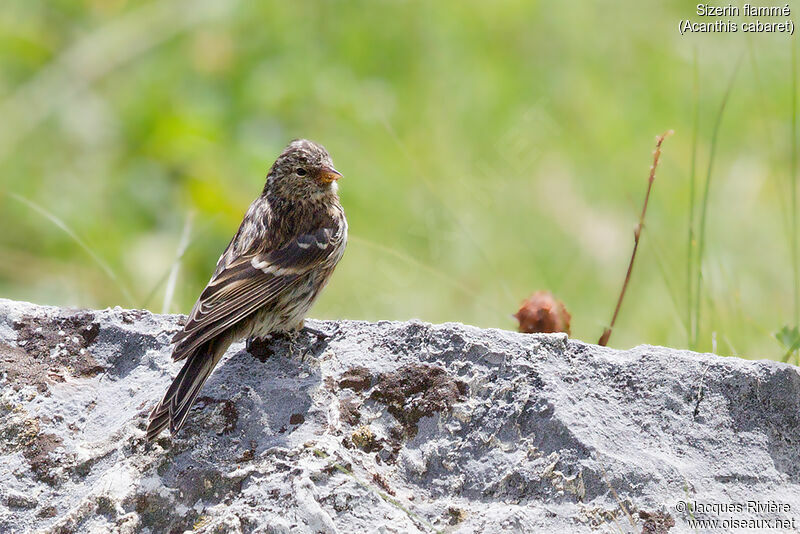 Redpolljuvenile, identification