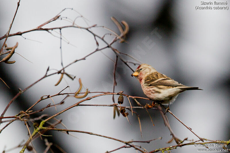 Redpoll male adult post breeding, identification, eats