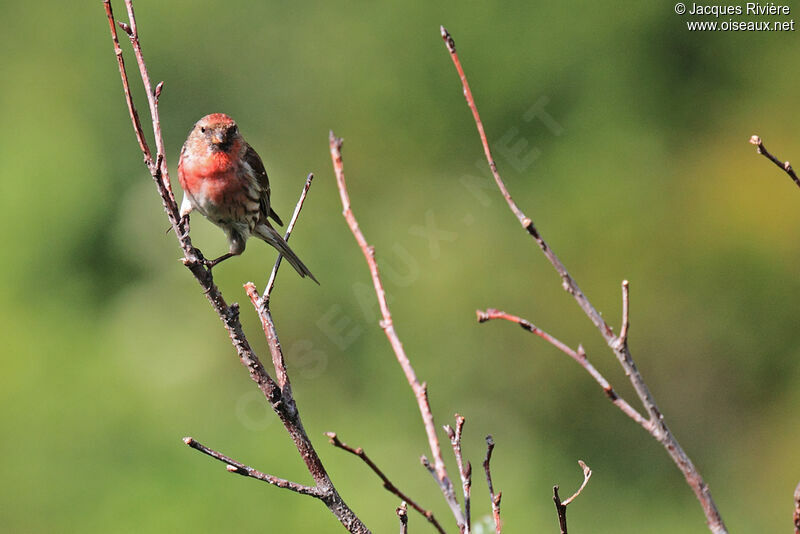 Redpoll male adult breeding