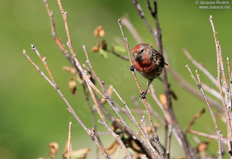 Redpoll male adult breeding, pigmentation