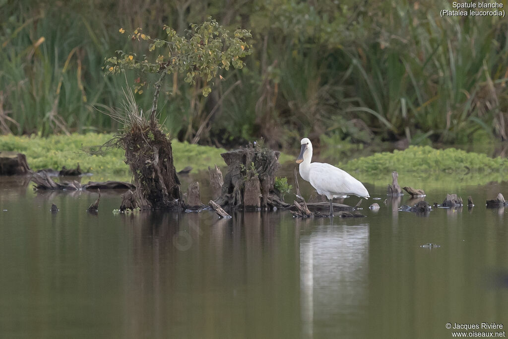 Eurasian Spoonbillsubadult post breeding, identification