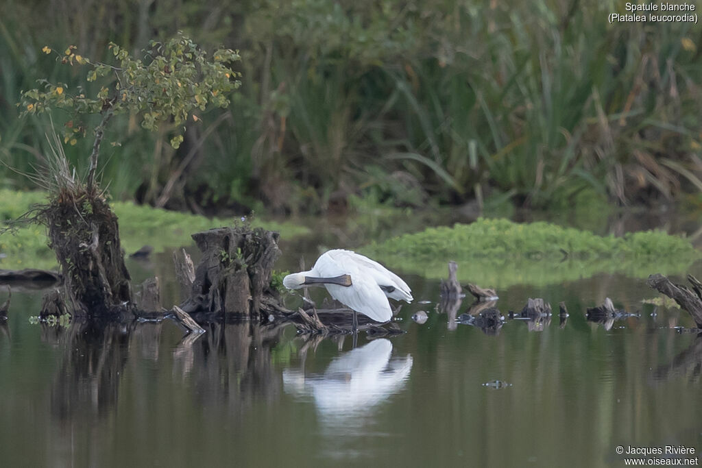 Eurasian Spoonbillsubadult, identification, care