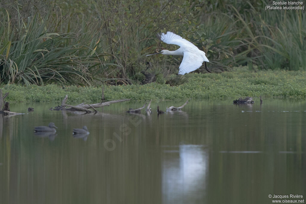 Eurasian SpoonbillFirst year, Flight