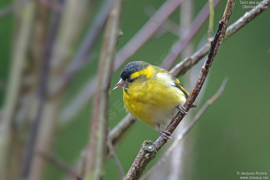 Tarin des aulnes mâle adulte nuptial, identification