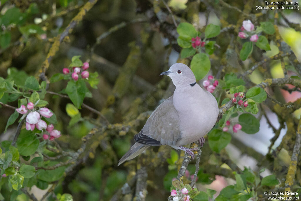 Eurasian Collared Doveadult breeding, identification