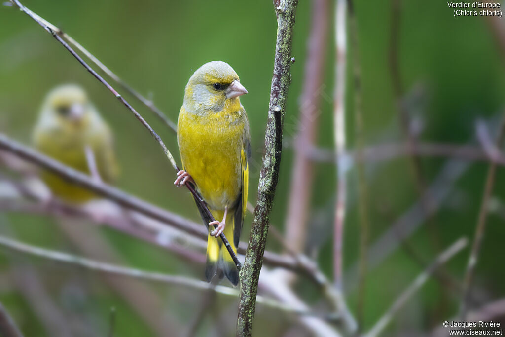 Verdier d'Europe mâle adulte nuptial, identification
