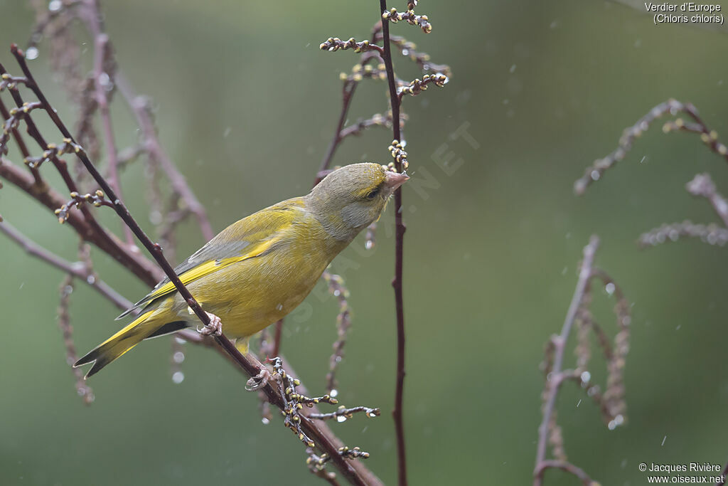 Verdier d'Europe mâle adulte nuptial, identification, boit