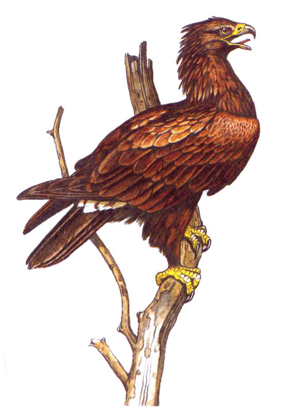 Aigle pomarin