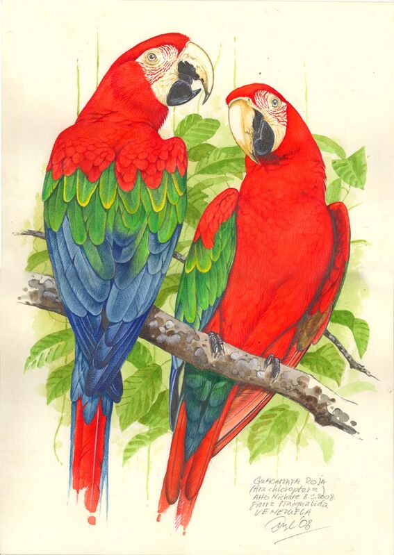 Red-and-green Macaw, identification