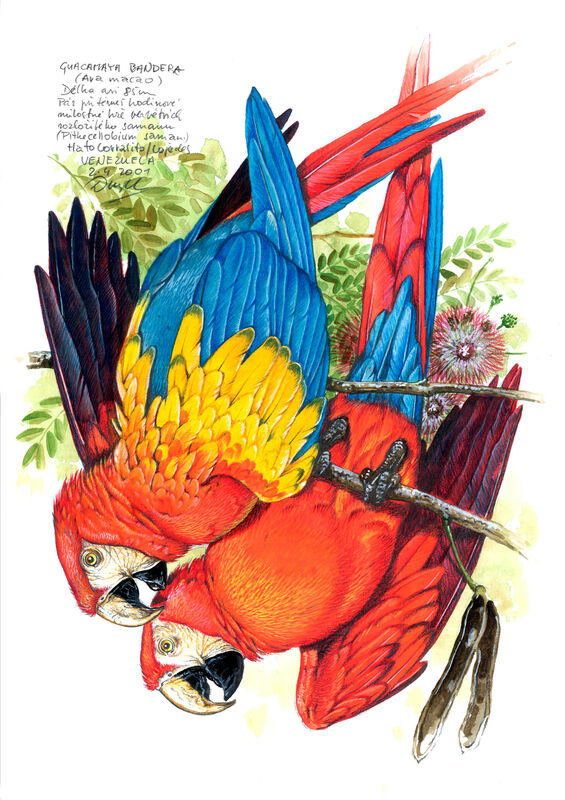 Scarlet Macaw