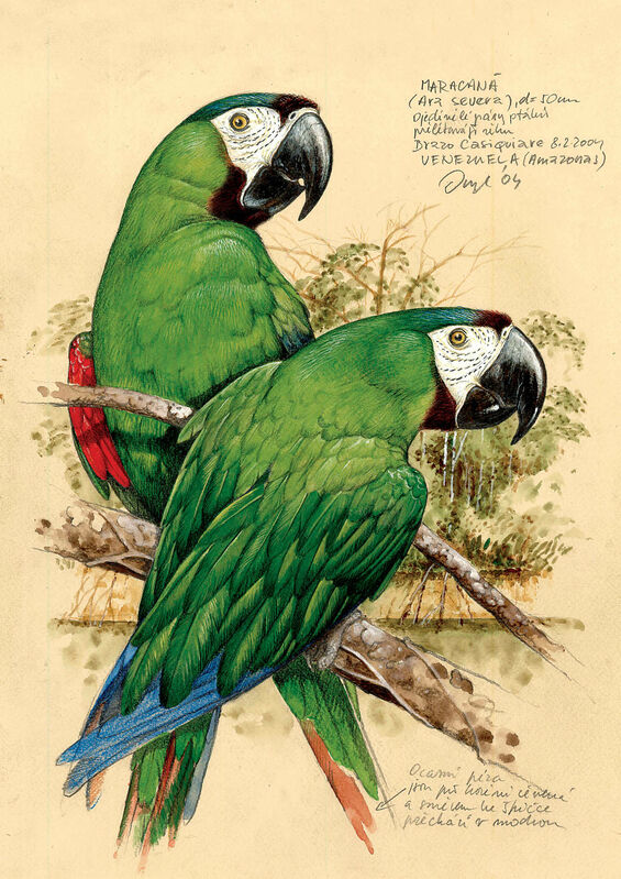 Chestnut-fronted Macaw