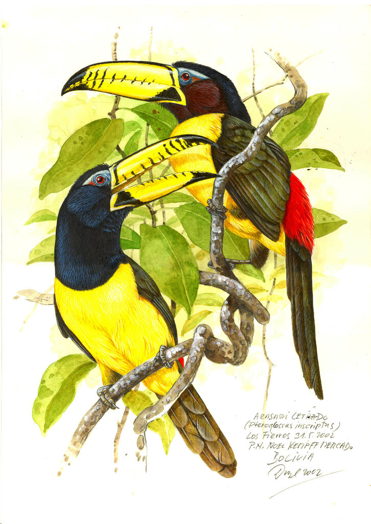 Araçari marqué