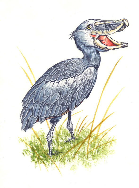 Shoebill