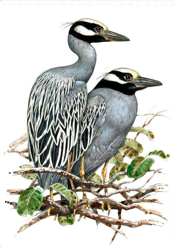 Yellow-crowned Night Heron