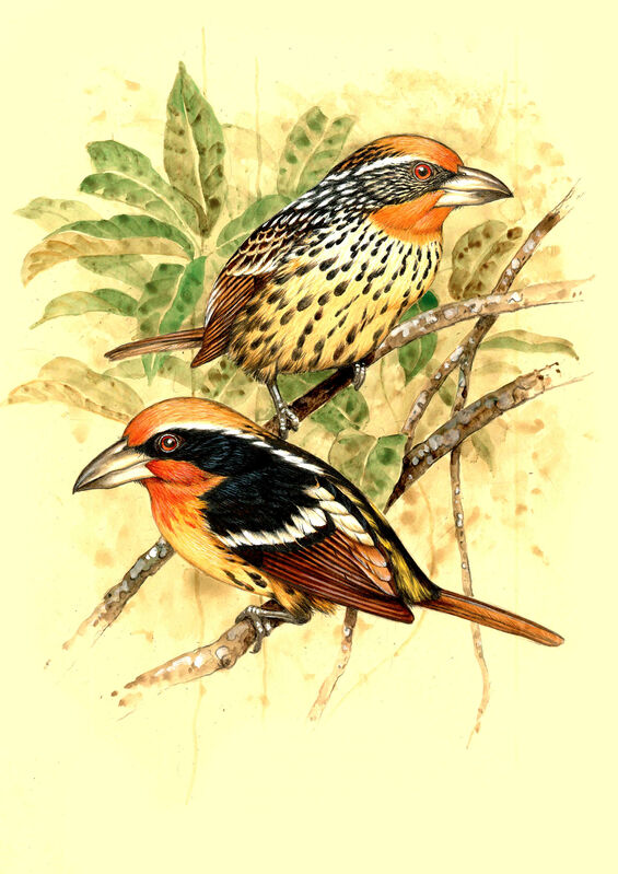 Black-spotted Barbet