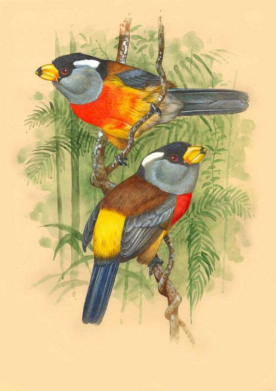 Cabézon toucan