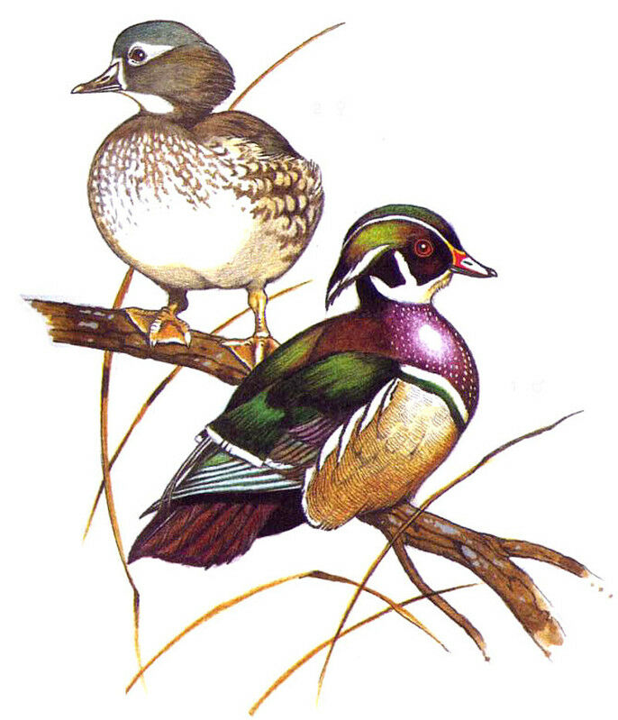 Wood Duck