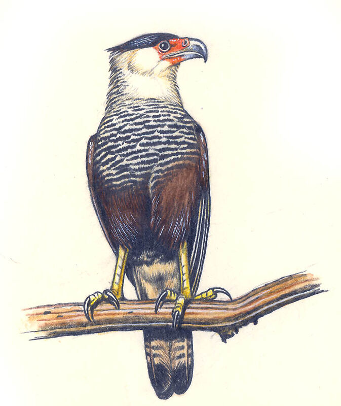 Caracara du Nord