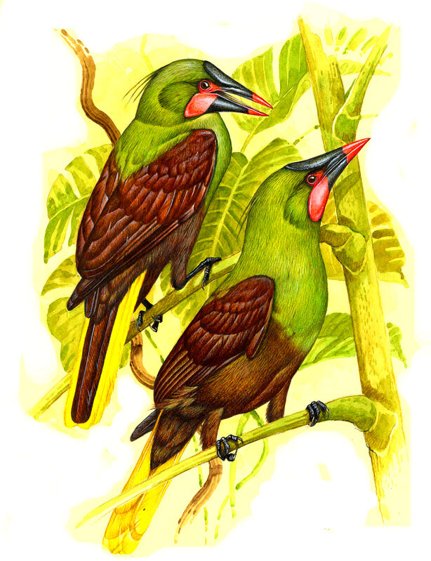 Olive Oropendola (yuracares)