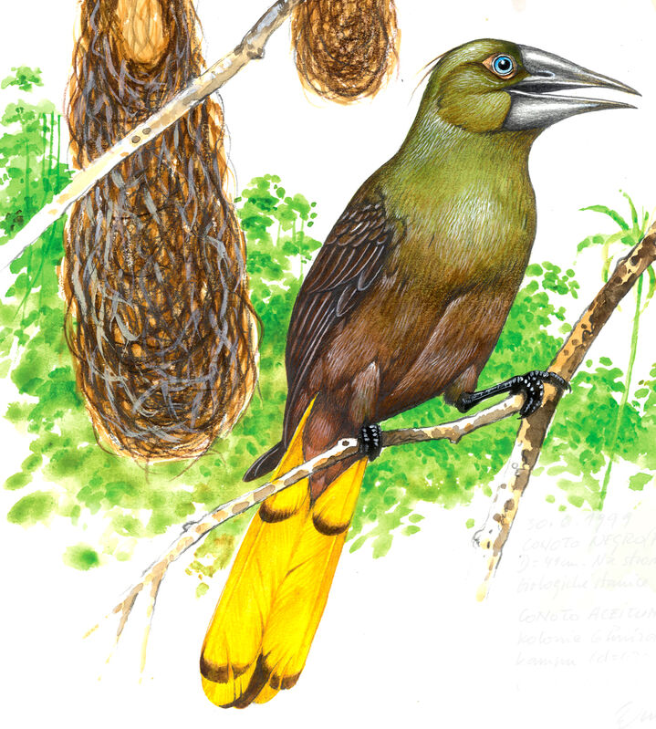 Russet-backed Oropendola